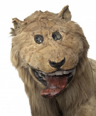 Illustration for article titled Lions stuffed in 1731 by taxidermist who had never seen an actual lion...
